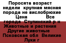 Поросята возраст 4 недели, крупная мясная порода(не вислобрюхие ) › Цена ­ 4 000 - Все города, Ступинский р-н Животные и растения » Другие животные   . Псковская обл.,Великие Луки г.